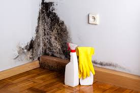 Best Industrial Mold Remediation in USA